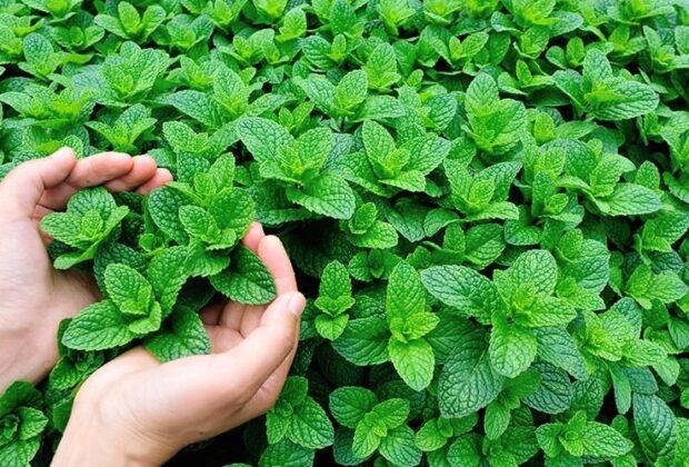 10 Manfaat Daun Mint untuk Kesehatan