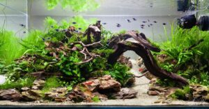 7 Tips Merawat Ikan Hias agar Tetap Sehat dan Indah