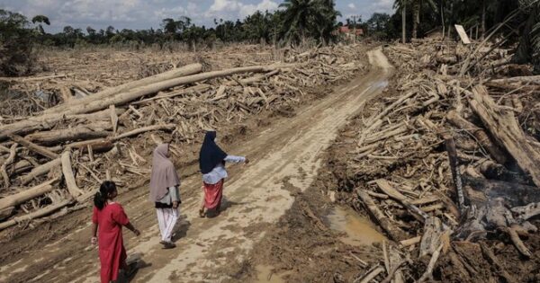Lautan Kayu Gelondongan Tertahan di Bangunan Pesantren